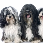 Tibetan Terrier new wallpapers