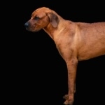 Tosa breed pic