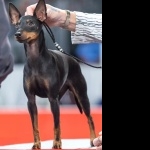 Toy Manchester Terrier hd pics