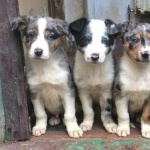 Welsh Sheepdog new photos