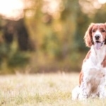 Welsh Springer Spaniel hd pics