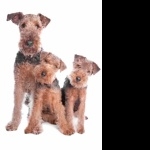 Welsh Terrier free download