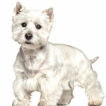 West Highland White Terrier wallpapers hd