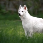 White Shepherd hd desktop