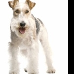 Wire Fox Terrier wallpaper