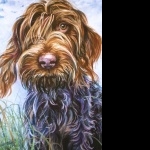 Wirehaired Pointing Griffon new wallpapers