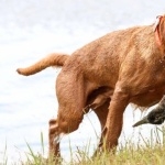 Wirehaired Vizsla high quality wallpapers