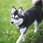 Alaskan Klee Kai 1080p