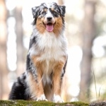 Australian Shepherd funny