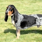 Basset Bleu de Gascogne high definition photo