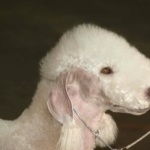 Bedlington Terrier hd pics