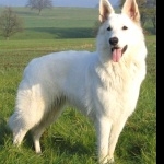 Berger Blanc Suisse free wallpapers