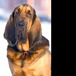 Bloodhound pic