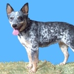 Blue Heeler hd