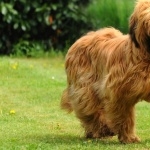 Briard cute