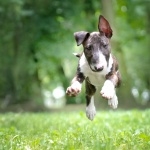 Bull Terrier cute