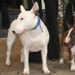 Bull Terrier (Miniature) pic