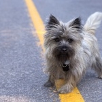 Cairn Terrier wallpapers hd