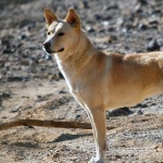 Canaan Dog full hd