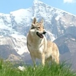 Czechoslovak Wolfdog images