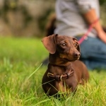 Dachshund hd desktop