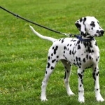 Dalmatian breed desktop