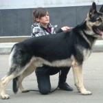 East-European Shepherd breed