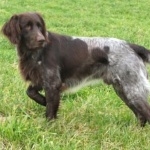 German Longhaired Pointer high definition photo