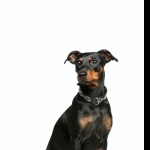 German Pinscher high definition photo