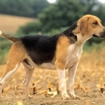 Harrier breed breed