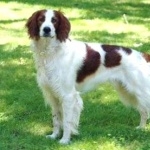 Irish Red and White Setter hd wallpaper