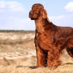 Irish Setter wallpaper