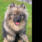 Keeshond download wallpaper