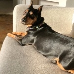 Miniature Pinscher 1080p