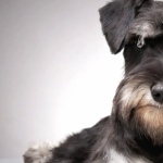 Miniature Schnauzer background