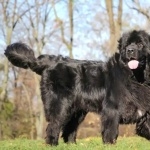 Newfoundland breed photos