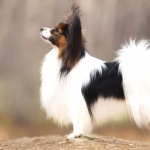 Papillon breed funny