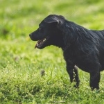 Patterdale Terrier desktop wallpaper