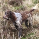 Pont-Audemer Spaniel background