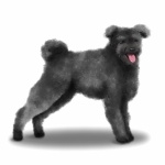 Pumi breed wallpaper