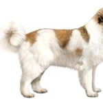 Pyrenean Mastiff pic