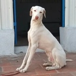 Rajapalayam breed breed