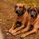 Rhodesian Ridgeback full hd