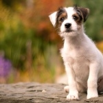 Russell Terrier new photos