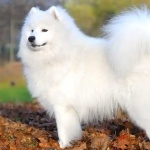 Samoyed breed free wallpapers