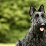 Scottish Terrier free download