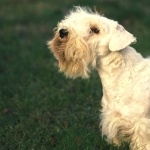 Sealyham Terrier new wallpaper