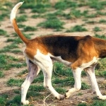 Serbian Tricolour Hound high definition photo