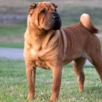 Shar Pei free