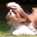 Shih Tzu hd photos